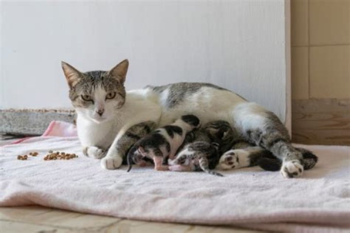 Do cats forget their kittens?