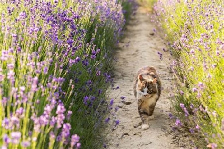 Do cats hate lavender?