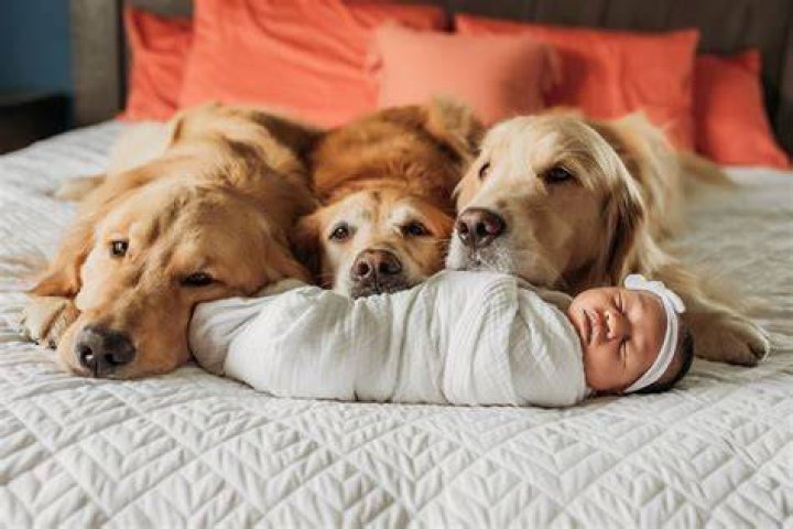 Do dogs cuddle with pack leader?