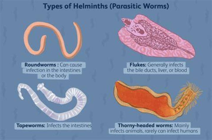 Do worms have feelings?