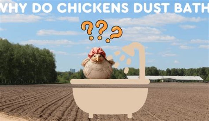 Do you bathe chickens?