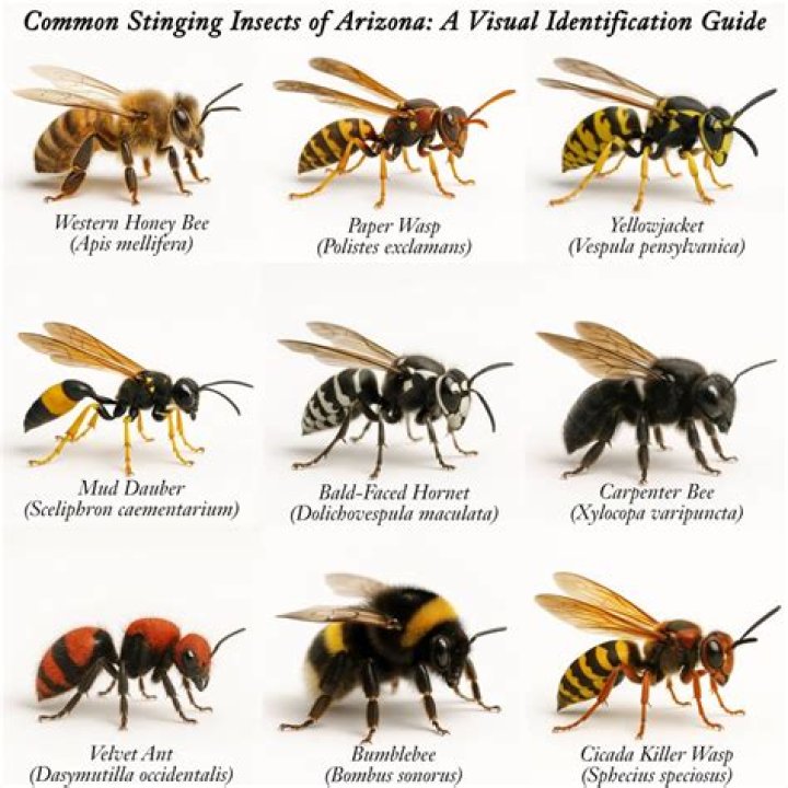 How do you keep bees from coming back?