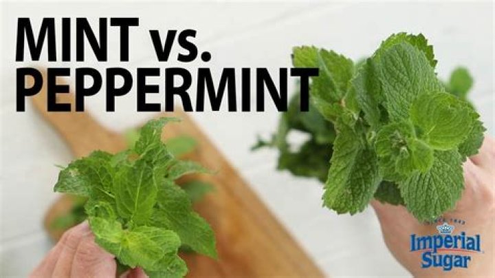 What is difference between peppermint and mint?