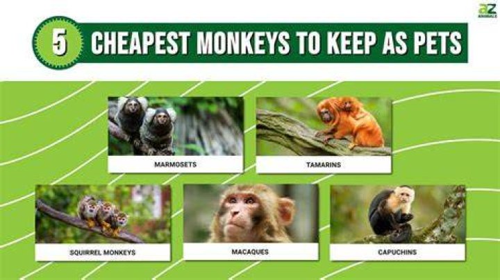 What is the cheapest monkey?